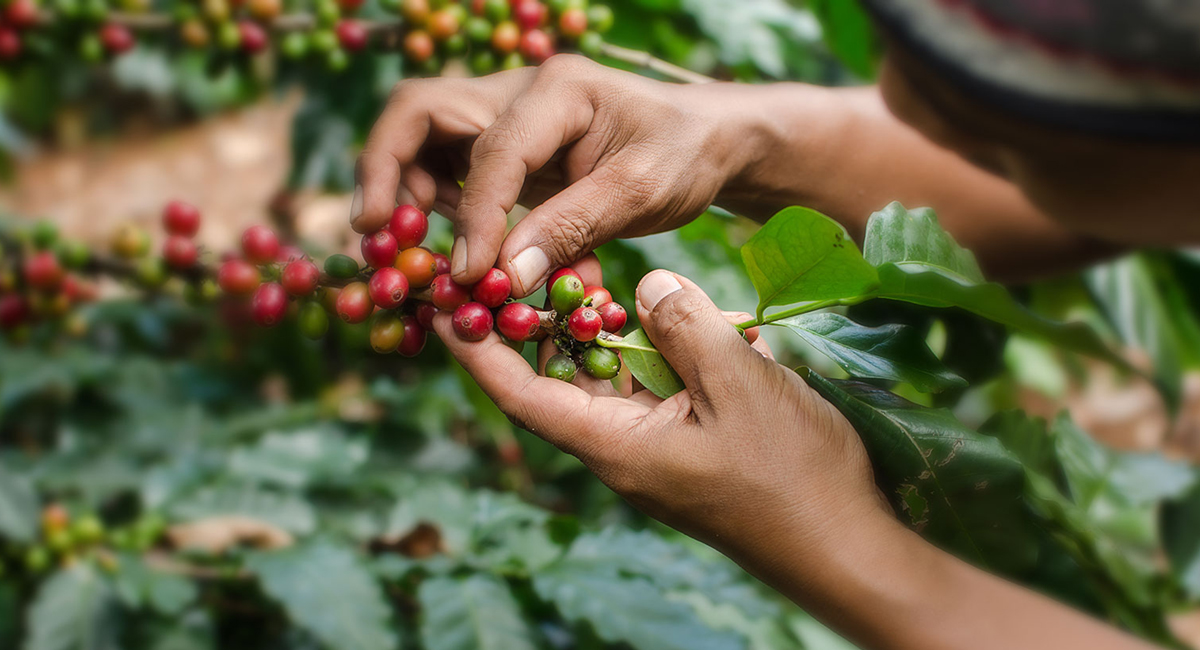 Raccolta del caffè in piantagione